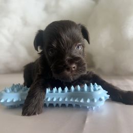 Blue - Liver male Miniature Schnauzer puppy in Port St. Lucie, Florida from South Florida Miniature Schnauzers