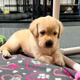 Light Pink Collar - Yellow female Labrador Retriever puppy in Manchester, Maryland from TMK Labradors