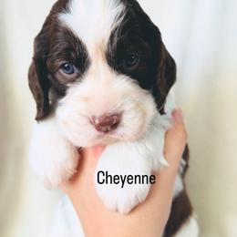 Cheyenne - Liver and white female English Springer Spaniel puppy in Casa Grande, Arizona from The Spaniel Garden