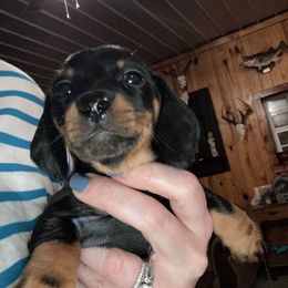 Heidi - Black and tan female Dachshund puppy in Nashville, Georgia from Riverside Dachshund