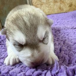 Boy 1 - Red and white male Siberian Husky puppy in Loudon, Tennessee from Kristari Siberians