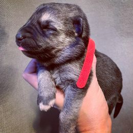 German Shepherd and White Shepherd Puppies from Scenic Creek German Shepherds