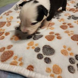 Toy Australian Shepherd Puppies from Crazy Aussie Chaos