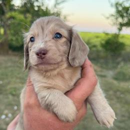 Girl 1 - Dapple female Dachshund puppy in Krum, Texas from AG Dachshunds