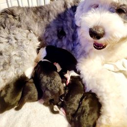 Old English Sheepdog Puppies from Orleans Old English Sheepdogs