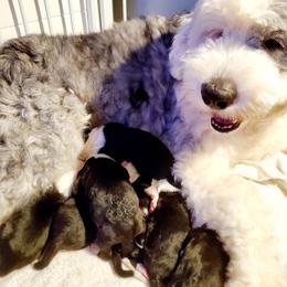 Old English Sheepdog Puppies from Orleans Old English Sheepdogs