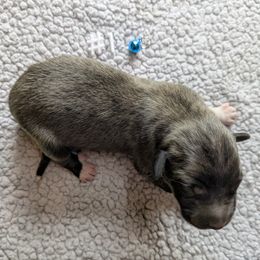Boy 1 - Brown male Anatolian Pyrenees puppy in Marysville, Ohio from Brotherton Family Farms