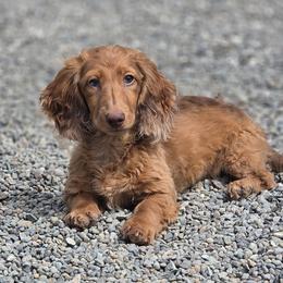 Rusty - Dachshund
