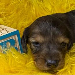 Two - Dapple male Dachshund puppy in Salyersville, Kentucky from Lavendell Dachshunds