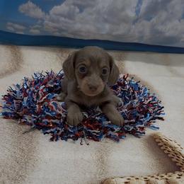 Isabella Longhair Female - Fawn (Isabella) female Dachshund puppy in Killeen, Texas from Southern Dachshunds