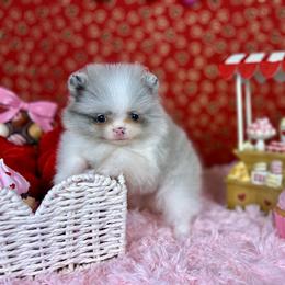 Luffy - Blue merle male Pomeranian puppy in Antioch, California from Ray of Poms