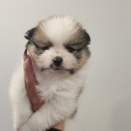 Moo-moo - Tri-colored female Pomeranian puppy in West Sacramento, California from Northern Cali Pomskies