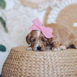 Goldendoodle Puppies from Sac River GoldenDoodles & BerneDoodles LLC