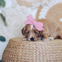Goldendoodle Puppies from Sac River GoldenDoodles & BerneDoodles LLC