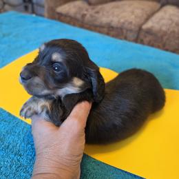 Mustard - Black and Cream Brindle - Black and cream male Dachshund puppy in Pueblo, Colorado from HotDachs