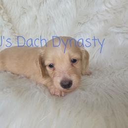 CHANCE 4000 - Cream male Dachshund puppy in Gatesville, Texas from CJ's Dach Dynasty