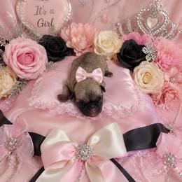 Fawn Girl - Fawn female Pug puppy in Tulsa, Oklahoma from Locust Creek Pugs & Japanese Chin's