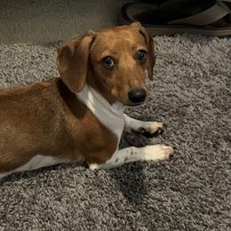 Dachshunds from New Phase Low Riders