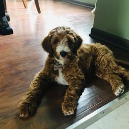 Goldendoodle Puppies from Two Ps in a Pod