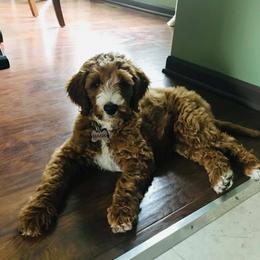 Goldendoodle Puppies from Two Ps in a Pod