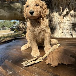 Kai - Apricot male Goldendoodle puppy in Fruitland Park, Florida from Mount Doodles