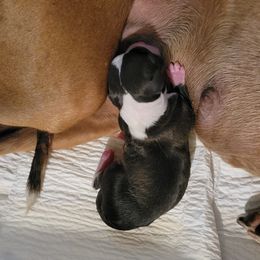 Girl 1 - Seal female Italian Greyhound puppy in Tecumseh, Michigan from Kikit Italian Greyhounds