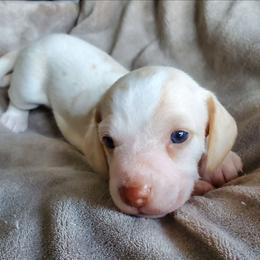 Willie - Piebald male Dachshund puppy in New Brighton, Minnesota from Doxie Lakes