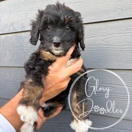 Green - Tri-color female Bernedoodle puppy in Rockwall, Texas from Glory Doodles