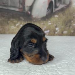 Jax - Black and tan male Dachshund puppy in Jacksonville, Florida from Duval Doxies