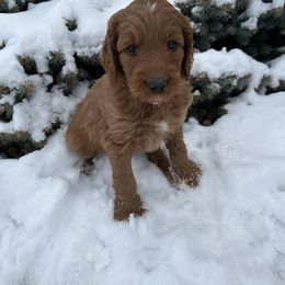 Black - Red  male Goldendoodle puppy in Rockford, Ohio from 419 Goldendoodles