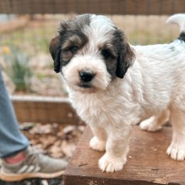 Boy 2 - Sable Bernedoodle puppy in Yatesville, Georgia from High Hopes Doodles