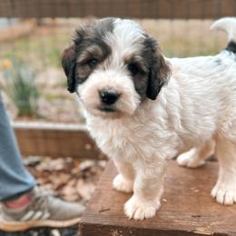 Boy 2 - Sable Bernedoodle puppy in Yatesville, Georgia from High Hopes Doodles