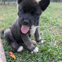 Saki's Boy 1 - Black male Akita puppy in South Carolina from Sierra Mountain Akitas