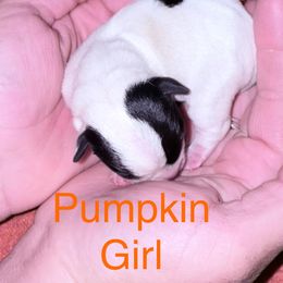 Pumpkin - Tri-color female Russell Terrier puppy in Portland, Washington from Mountain Ash Farms