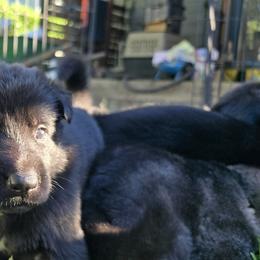 Girl 2 - female German Shepherd puppy in Vancouver, Washington from Vom Cosabar