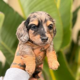 Juliet - Dapple female Dachshund puppy in El Cajon, California from Lisa Buxton