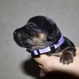 Light purple girl - Black and tan female Dachshund puppy in New Canton, Virginia from Mount Calm Golden Retrievers