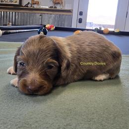 Chocolate dapple - Dapple male Dachshund puppy in Cedar City, Utah from Country Doxies