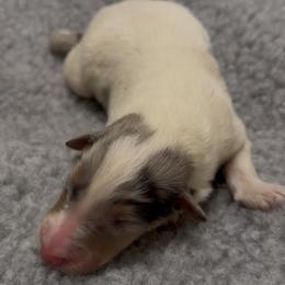 Tobias - White merle male Collie puppy in Malvern, Arkansas from Lost Acres Collies