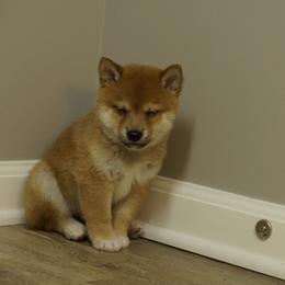Shiba Inu Puppies from Veronika's Shiba Inus