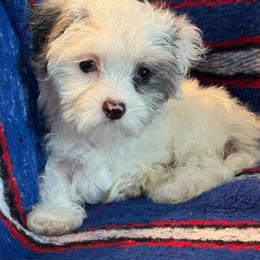 Girl 1 - Merle female Maltipoo puppy in Cisco, Texas from Fancy Pants Maltese