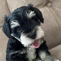 Miniature Schnauzers from Morgan Schnauzer Puppies