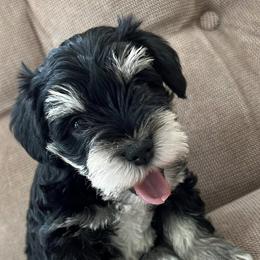 Miniature Schnauzers from Morgan Schnauzer Puppies