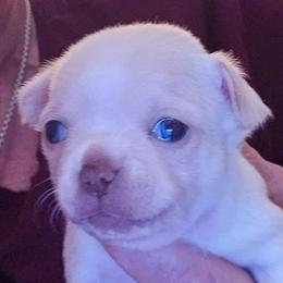 Boy 2 - Cream and white male Chihuahua puppy in Orange, Texas from Tiny Paws from God