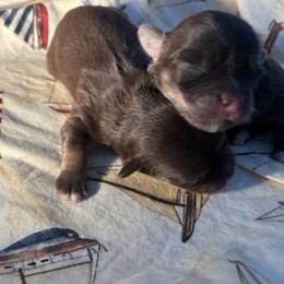 Boy 1 - Chocolate male Havanese puppy in East Lansing, Michigan from VanCort's Happy Havanese