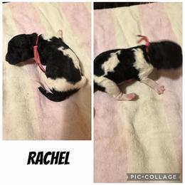 Rachel - Parti female Poodle puppy in Piqua, Kansas from Legacy Farms Standard Poodles
