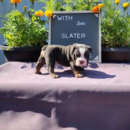 Slater - Blue tri-color male Bulldog puppy in Hillsdale County, Michigan from KZ Bullies LLC