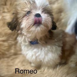 Shih Tzu Puppies from LowCol Ranch