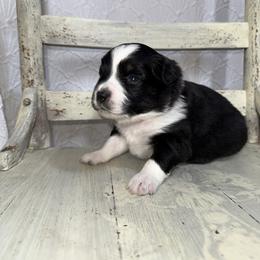 Ginger BTF - Black tri female Miniature Australian Shepherd puppy in Minden, Louisiana from Ironwood Creek