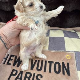 Reserved for Mary in California - Apricot male Maltipoo puppy in Fredericktown, Missouri from Doodle Pups Fur-Ever